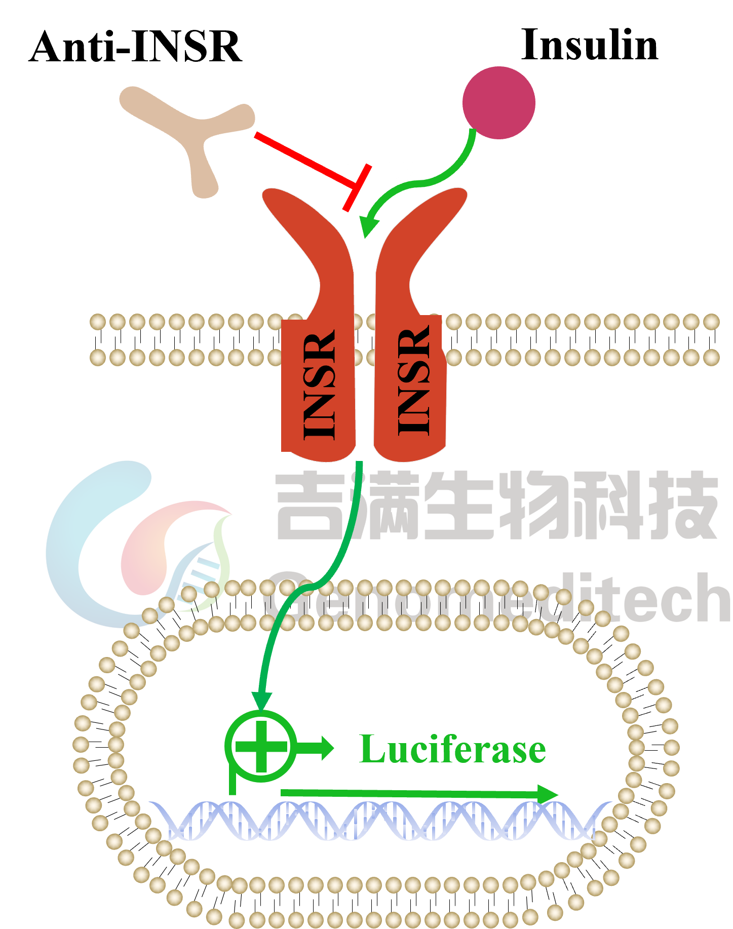 GM-C36651信号通路图.png