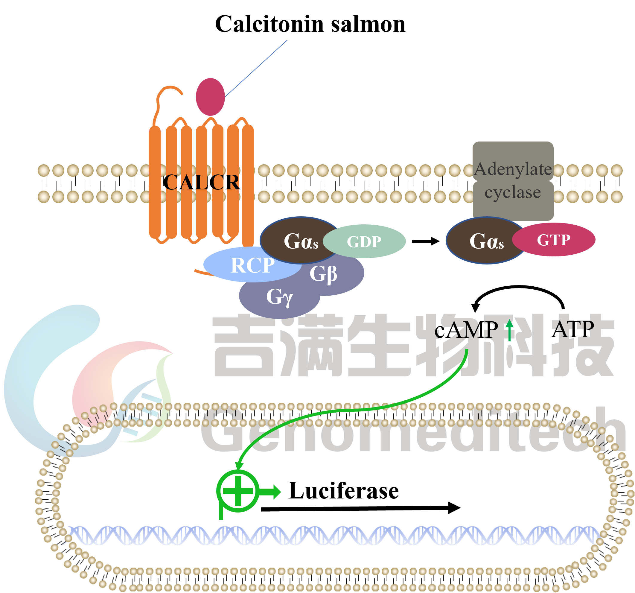 GM-C37605信号通路.png