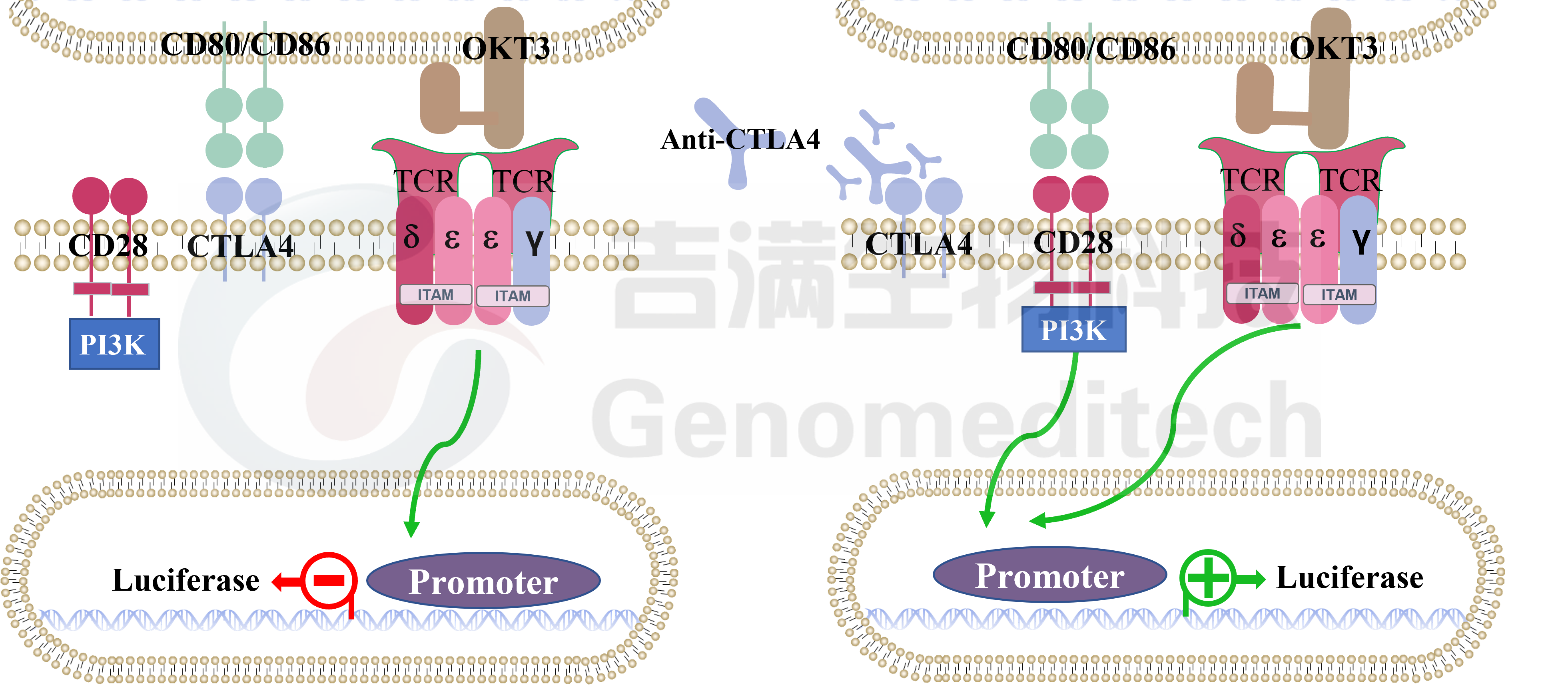 CTLA4信号通路（Jurkat-CHO）.png