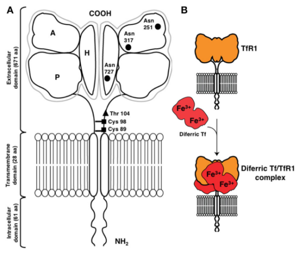 /ueditor/image/20251118/1763431928489677/cc9a8542d5b4d9b61f2f22f9f5e9a2c0.png /ueditor/image/20251118/1763431928489677/cc9a8542d5b4d9b61f2f22f9f5e9a2c0.png
