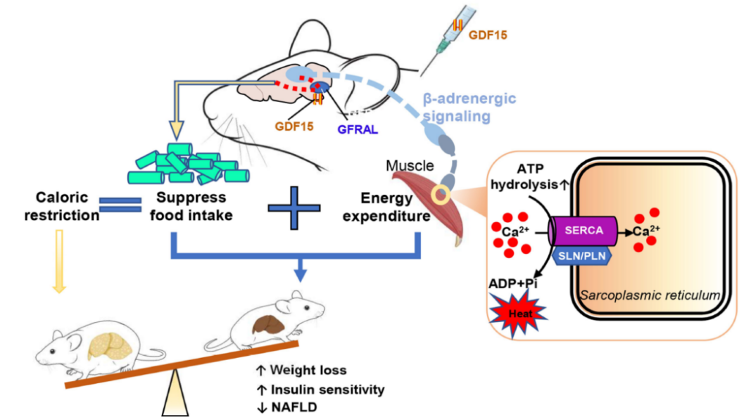 /ueditor/image/20251217/1765948240952681/ef9b472894a7d7fff90ee84743dae5b5.png /ueditor/image/20251217/1765948240952681/ef9b472894a7d7fff90ee84743dae5b5.png