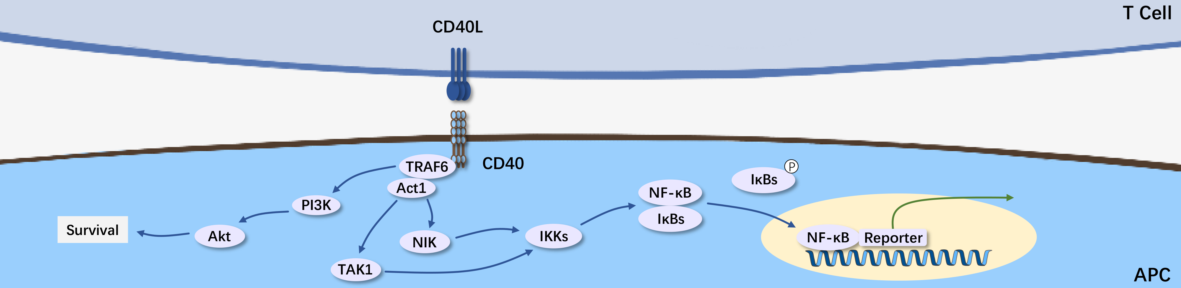 CD40-2.png