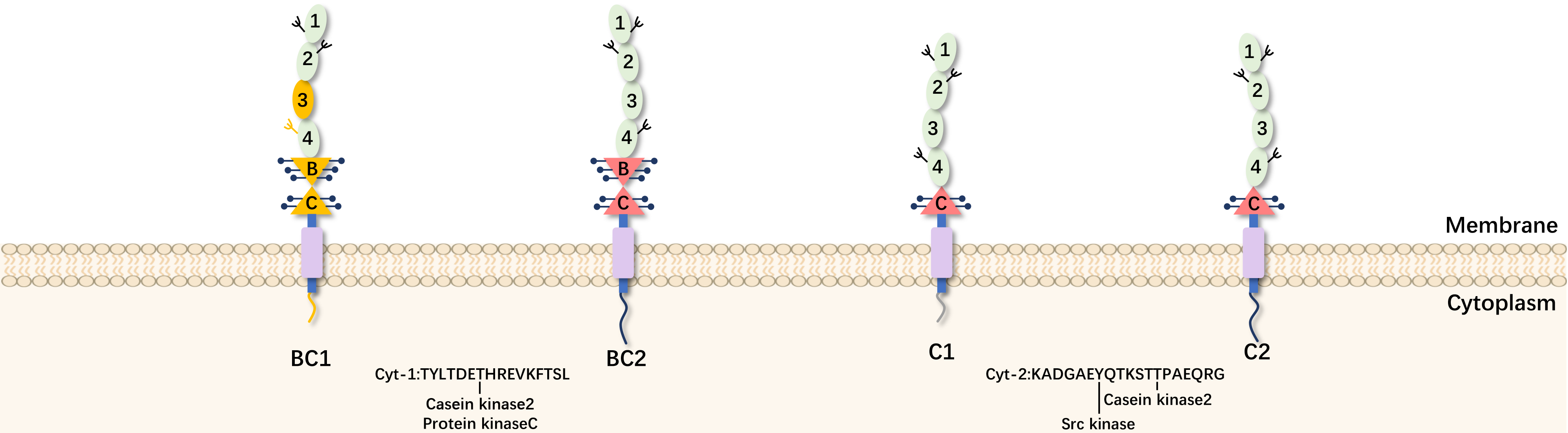 CD46-2.png