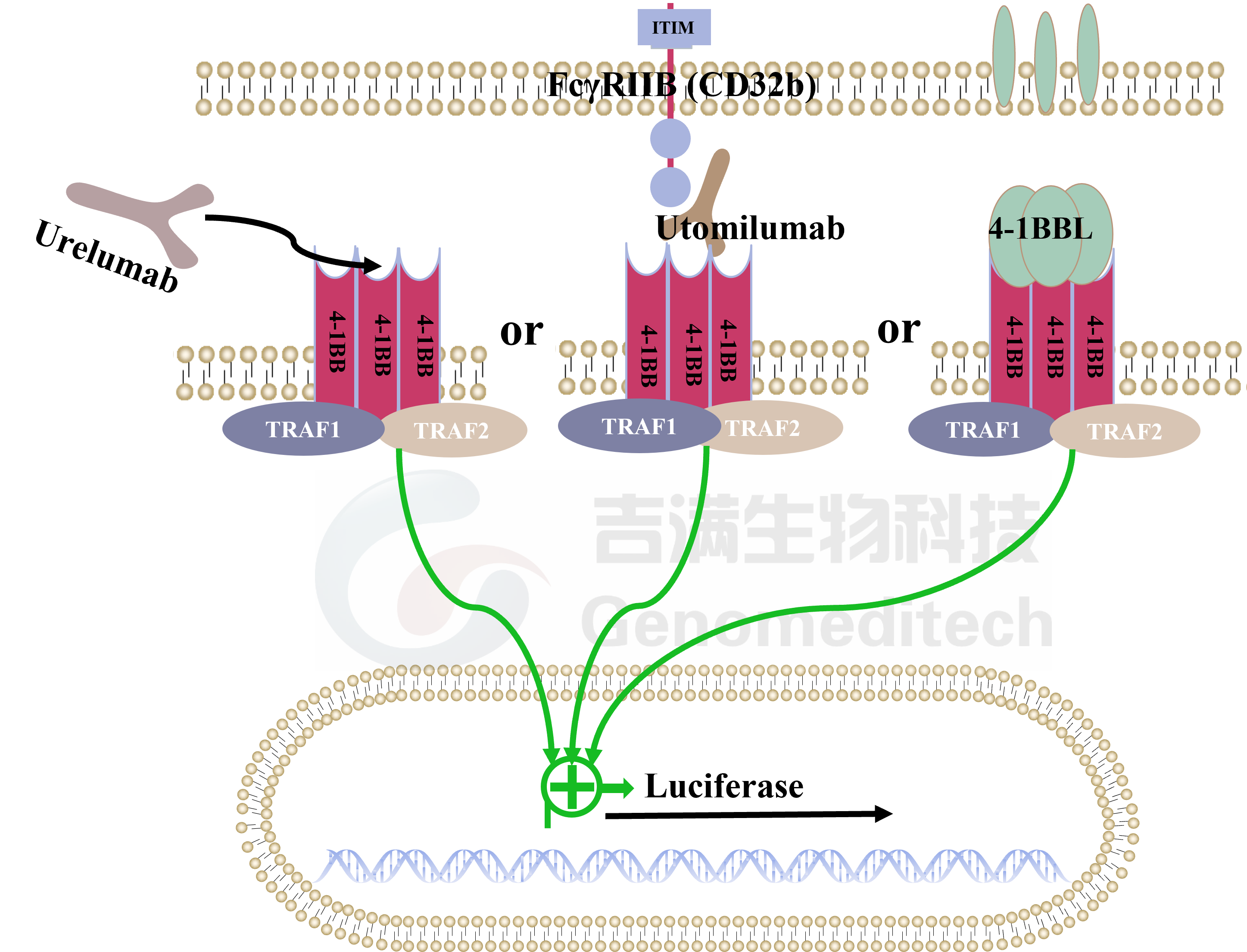 4-1BB信号通路.png