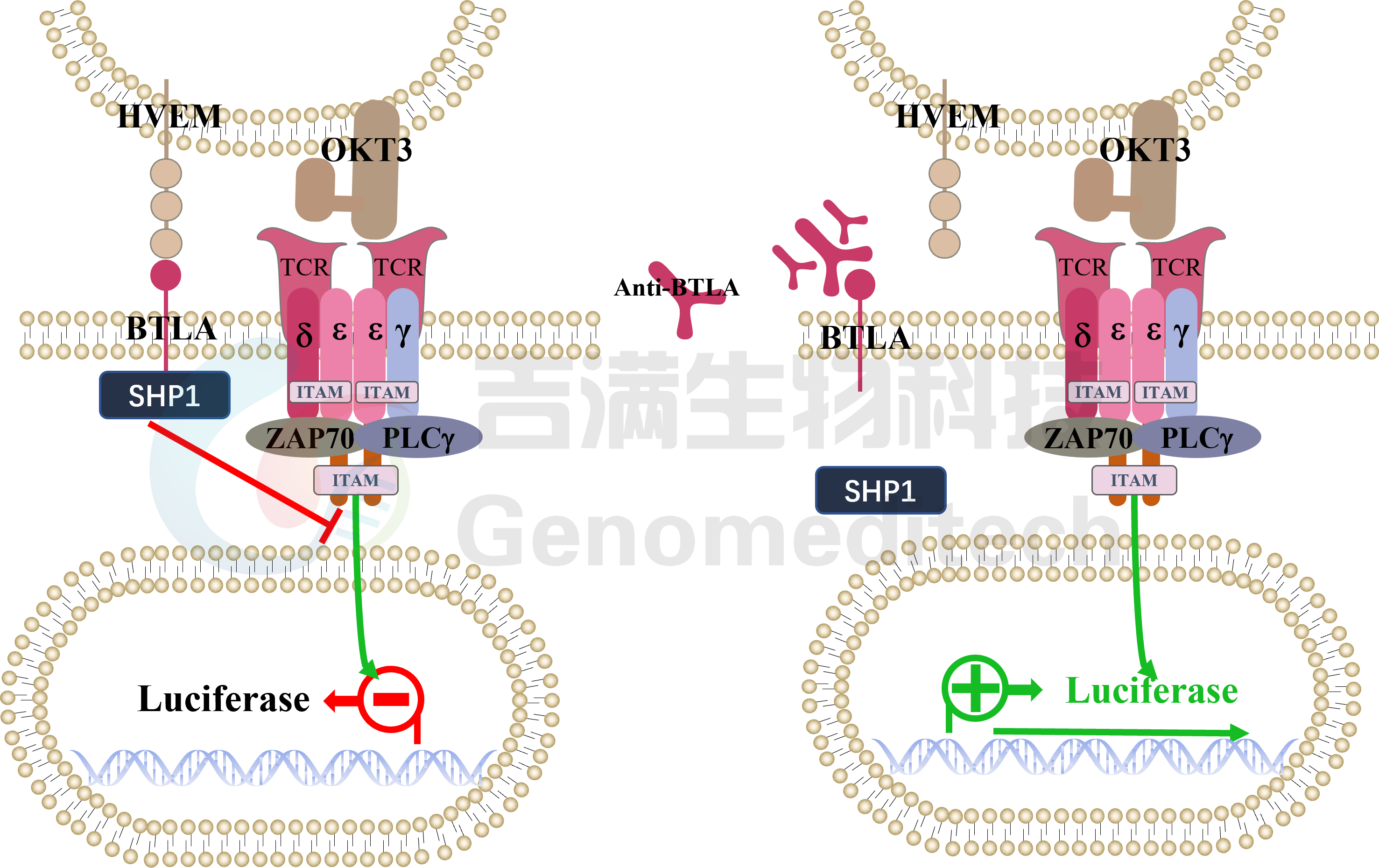 BTLA-HVEM信号通路1.png