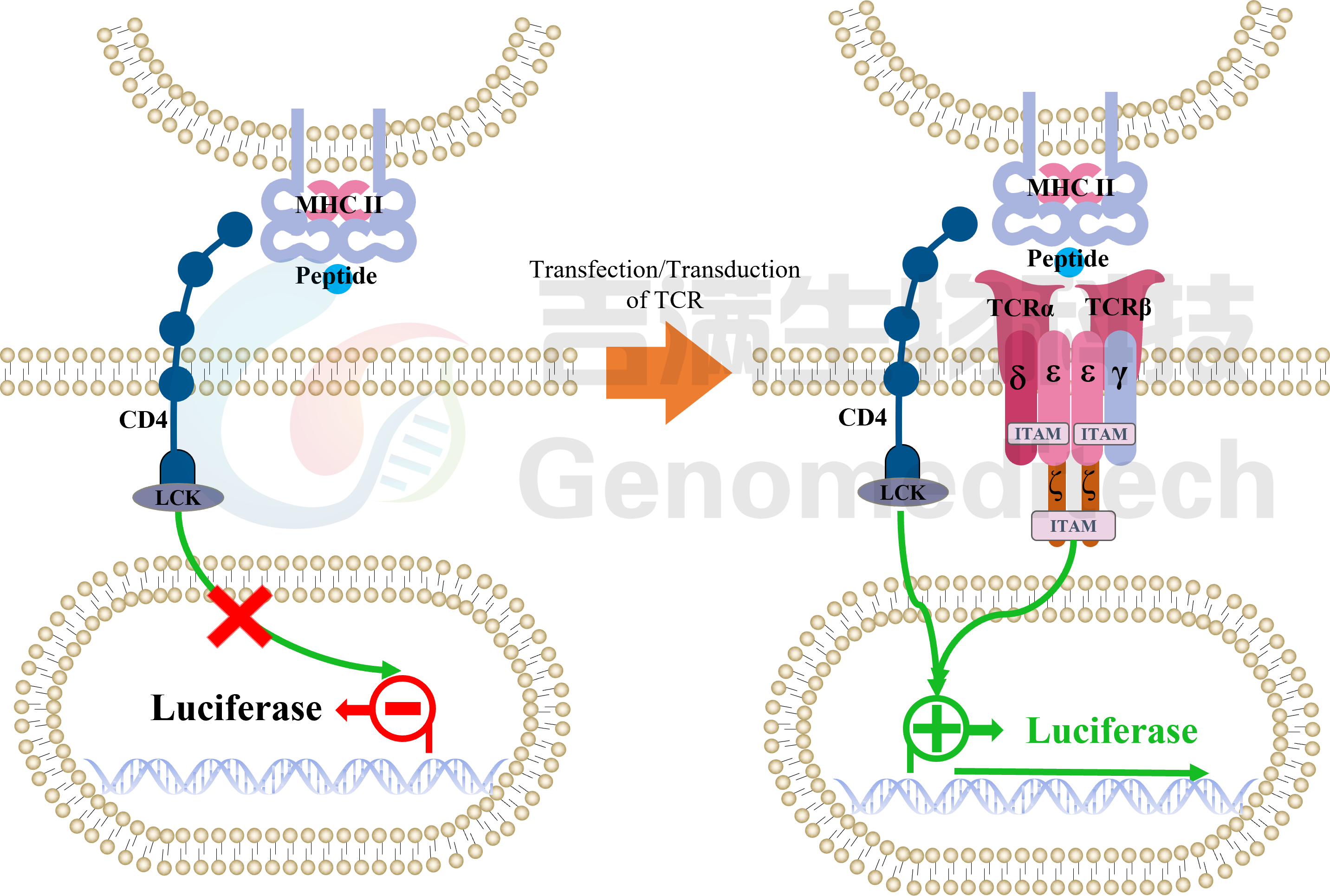 TCR-T CD4+信号通路.png