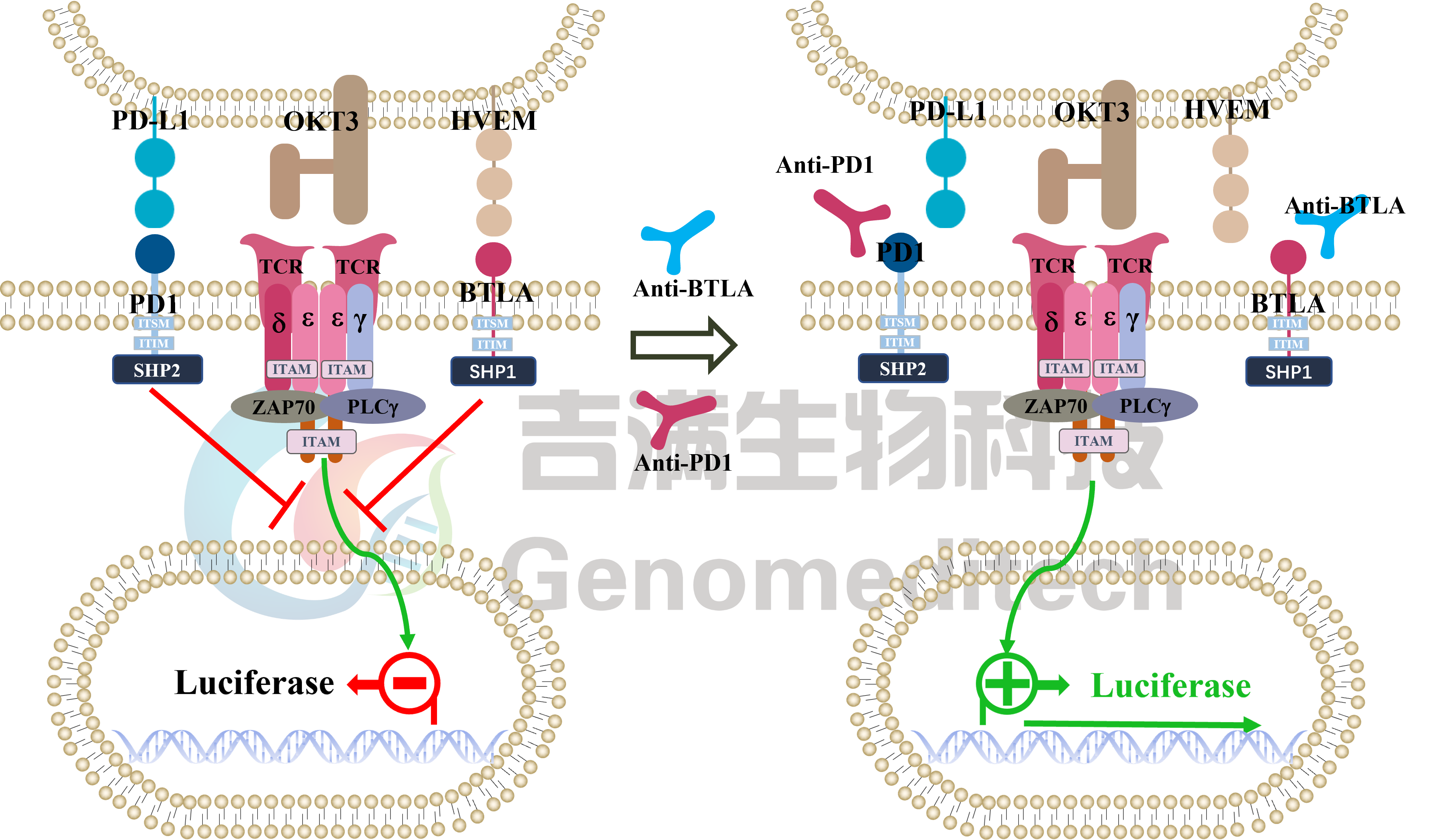 GM-C31560信号通路图.png