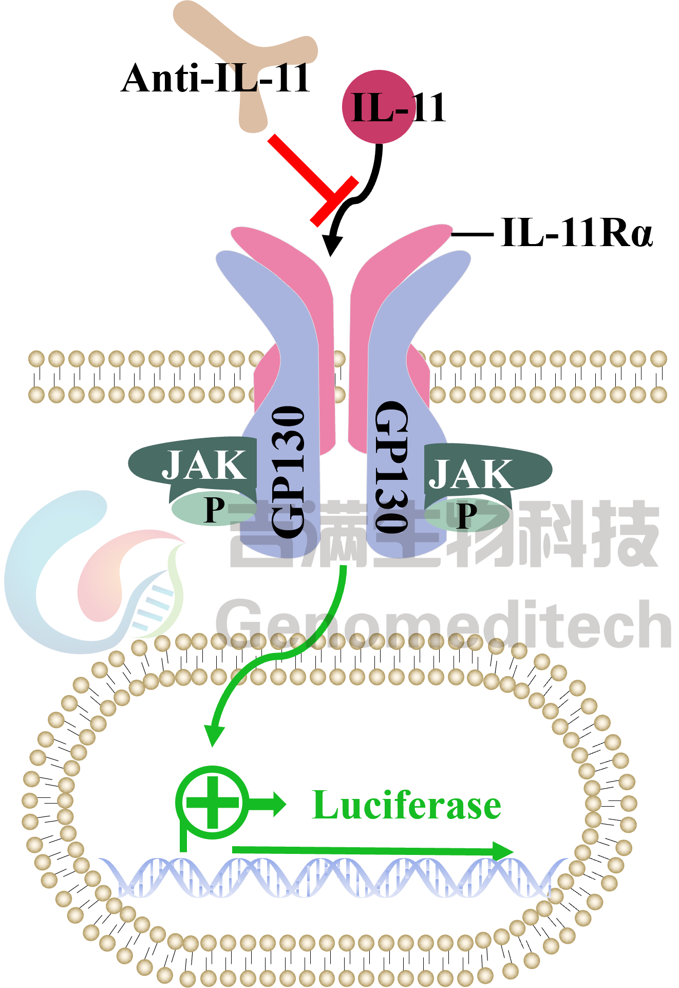 GM-C27771信号通路图.png