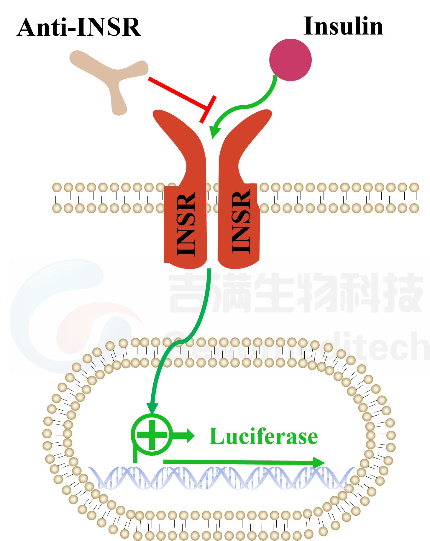 Insulin信号通路图.png