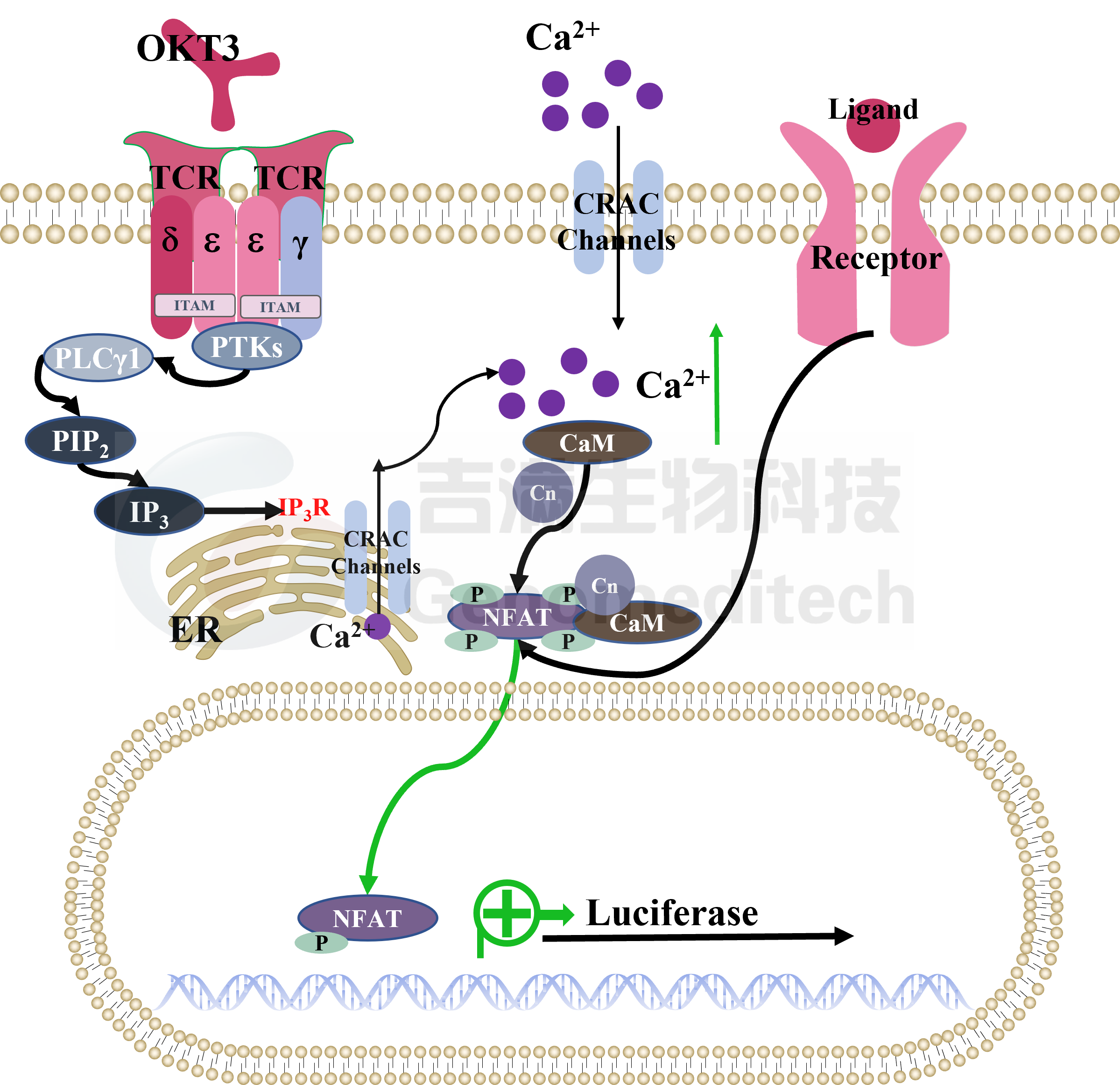 NFAT信号通路.png