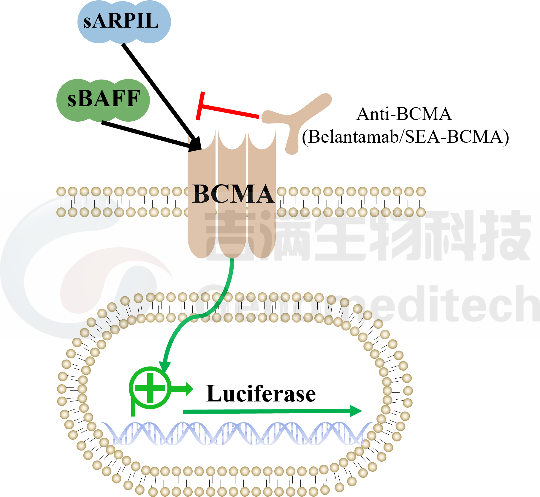 BCMA信号通路.png