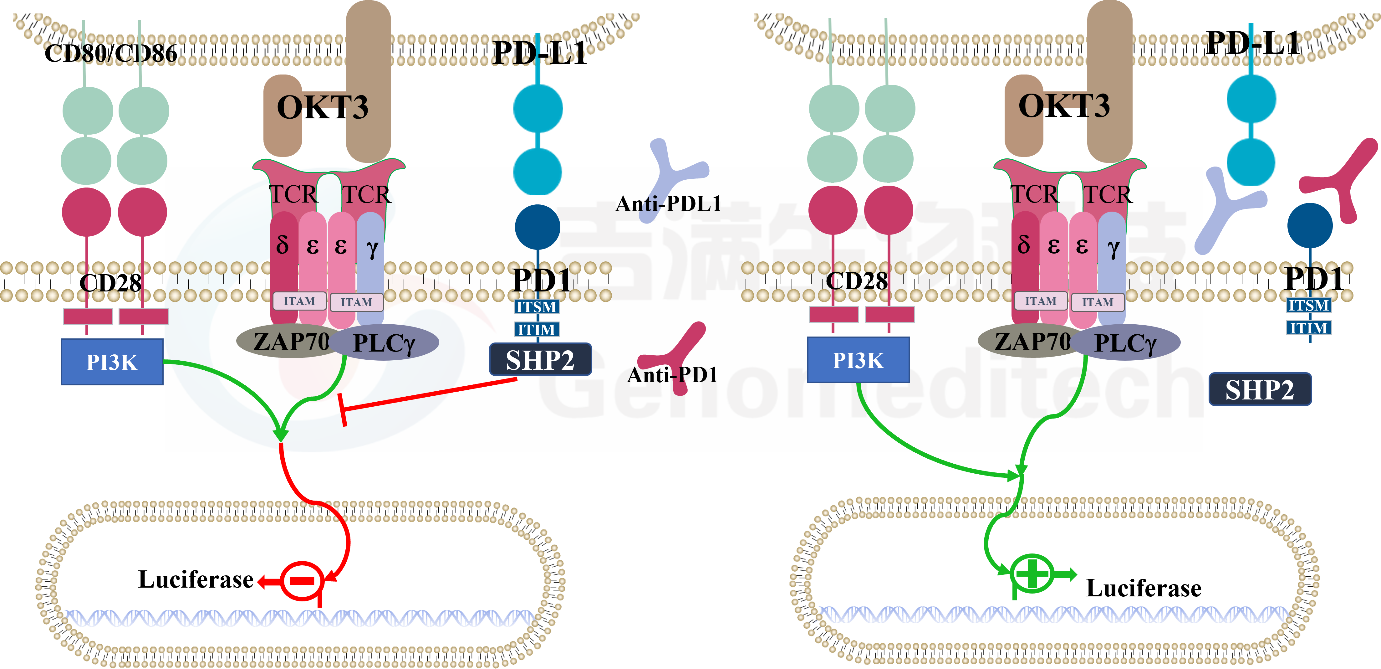 H_PD-1 PDL1 NFAT Reporter Blockade Assay信号通路.png