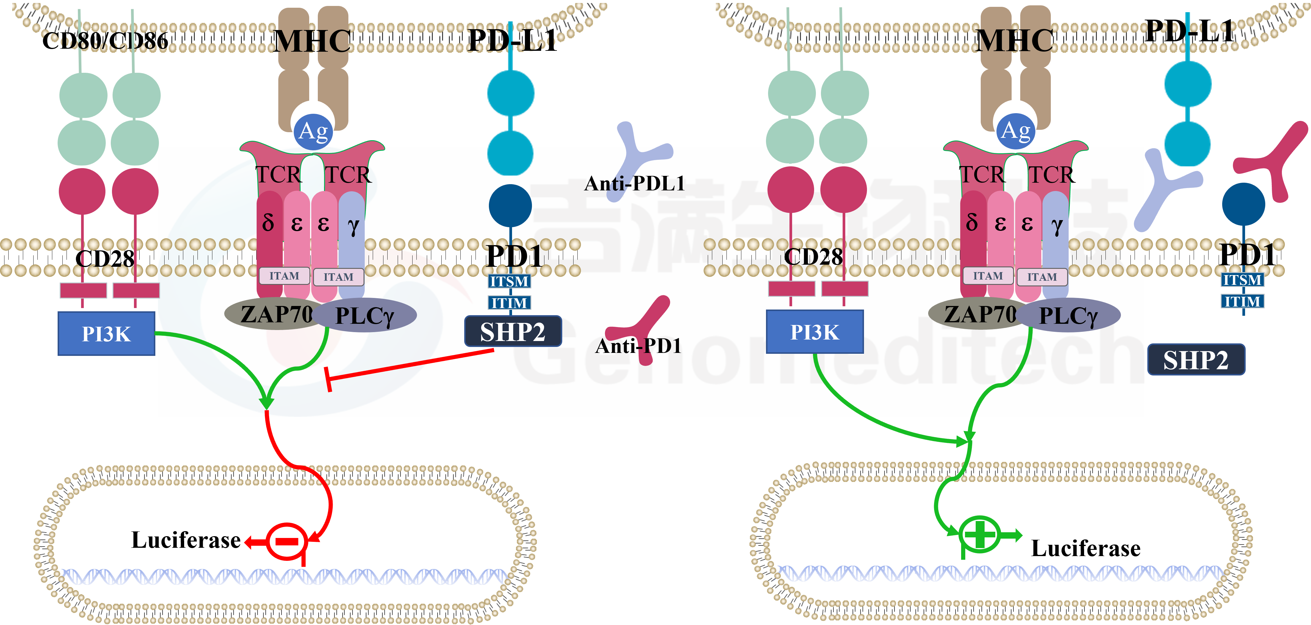 H_PD-1 PDL1 Reporter Blockade Assay (Raji)信号通路.png