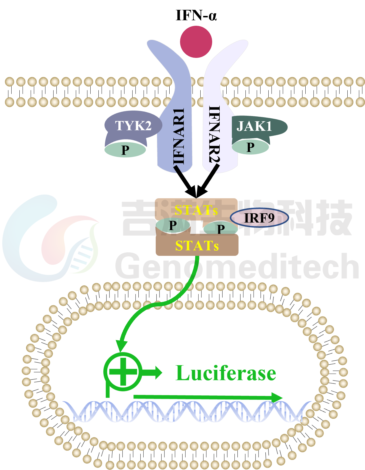 GM-C33668信号通路图.png