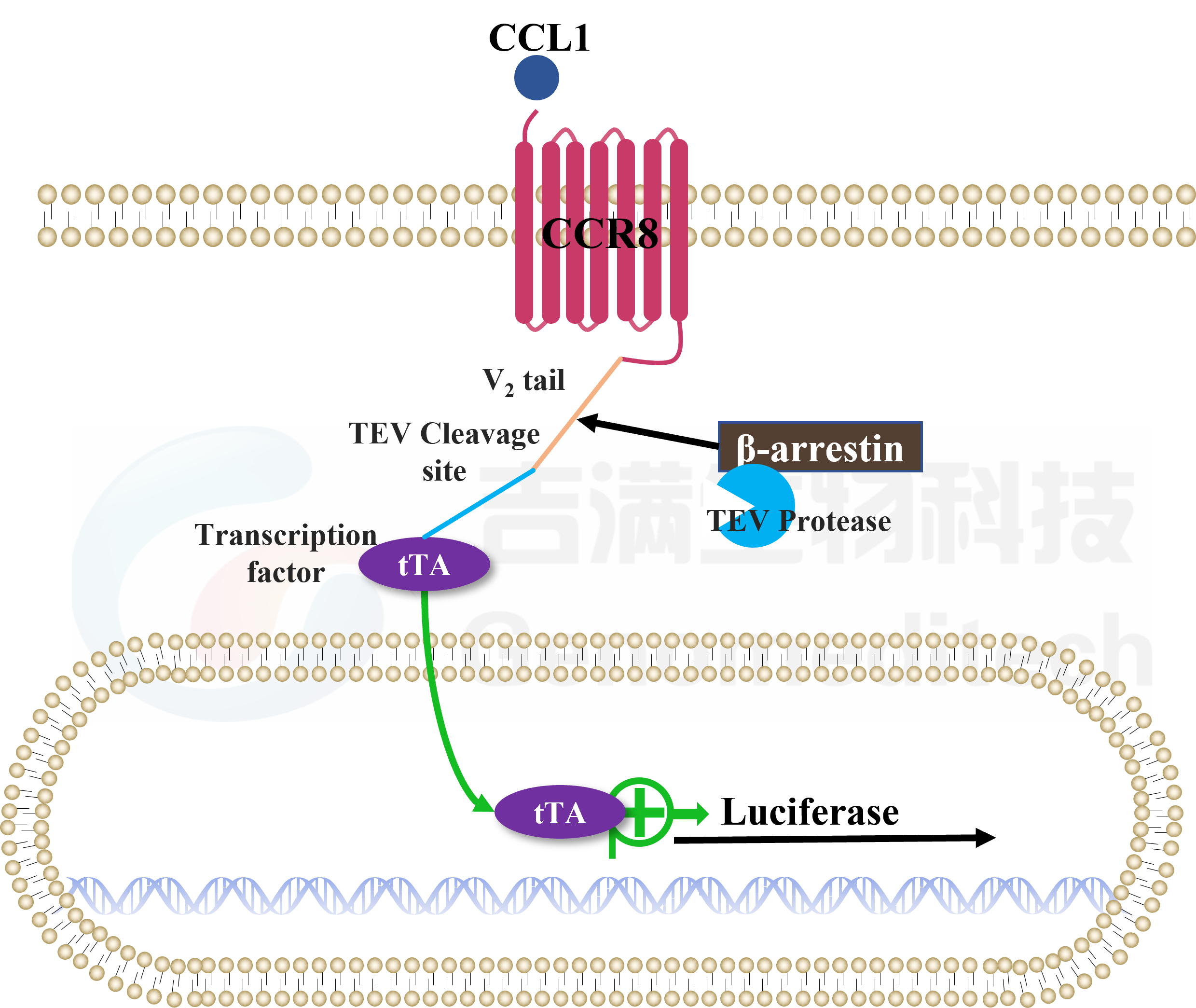 CCR8信号通路.png