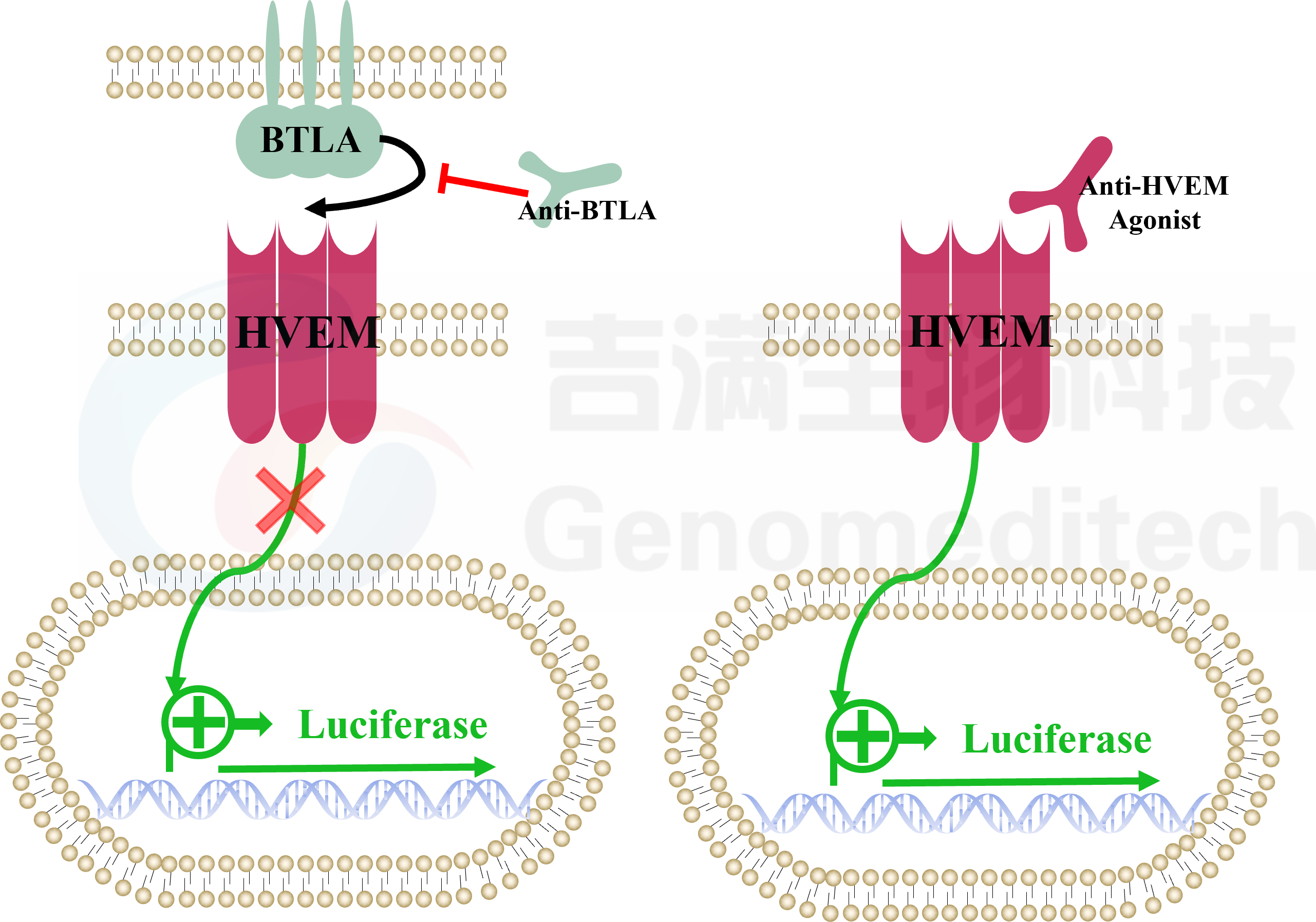 BTLA-HVEM信号通路.png