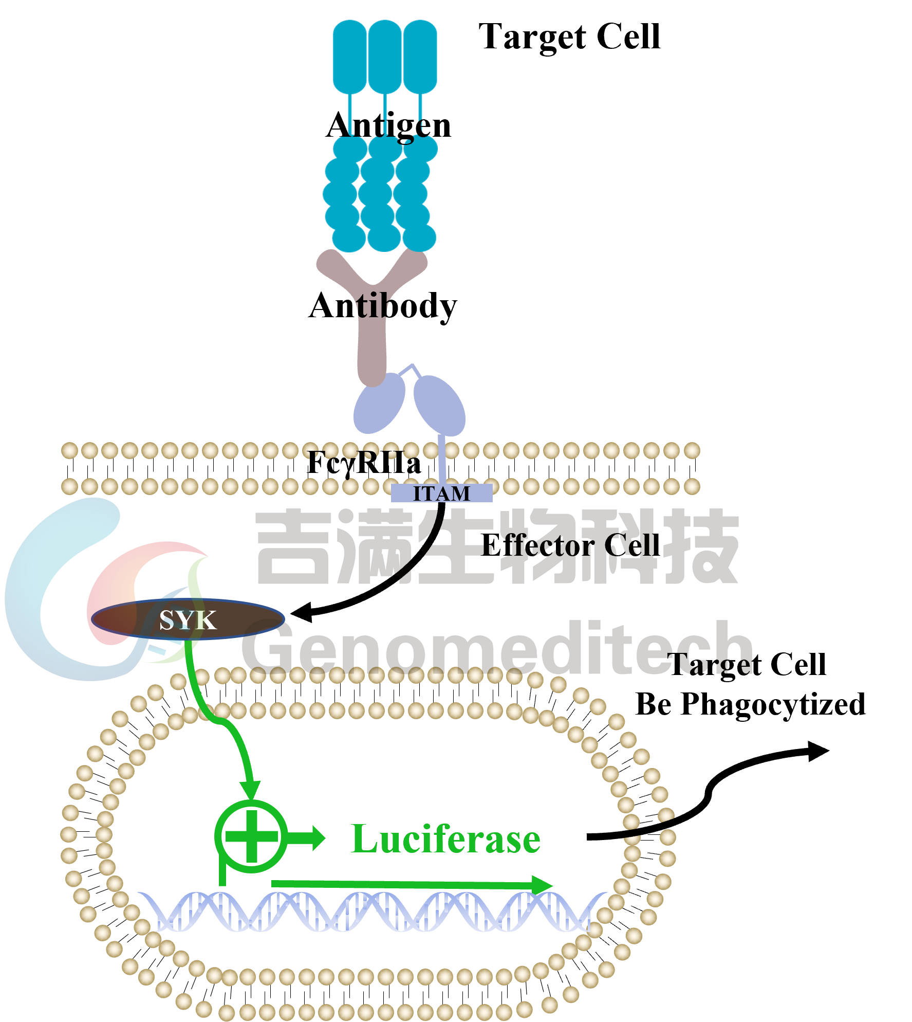 GM-C27728信号通路图.png