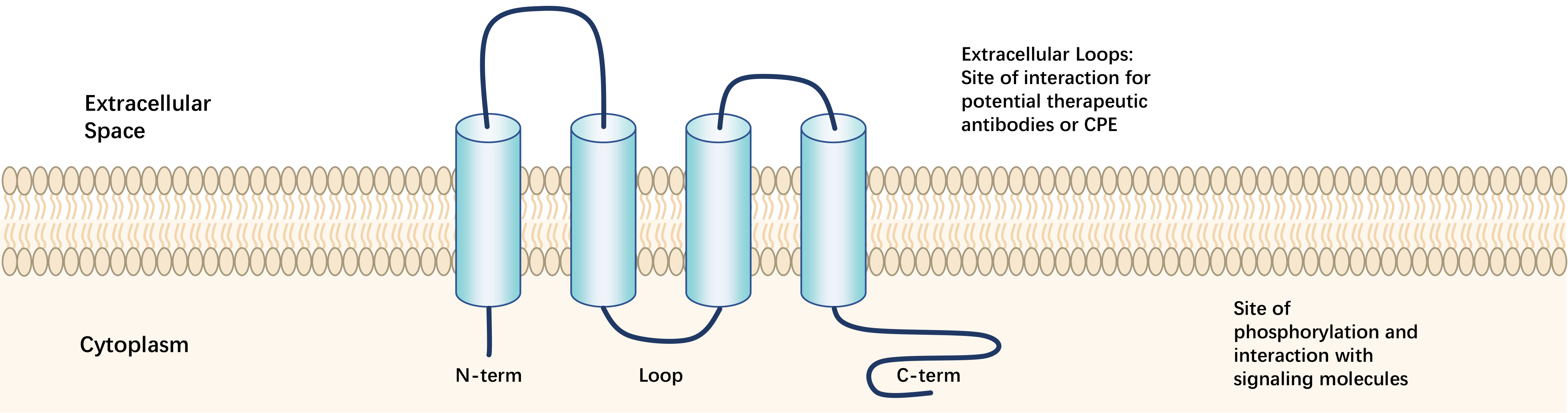 CLDN-2.png