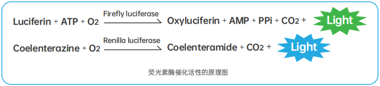 双荧光素酶原理图.png