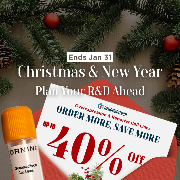 Christmas & New Year Special Offer